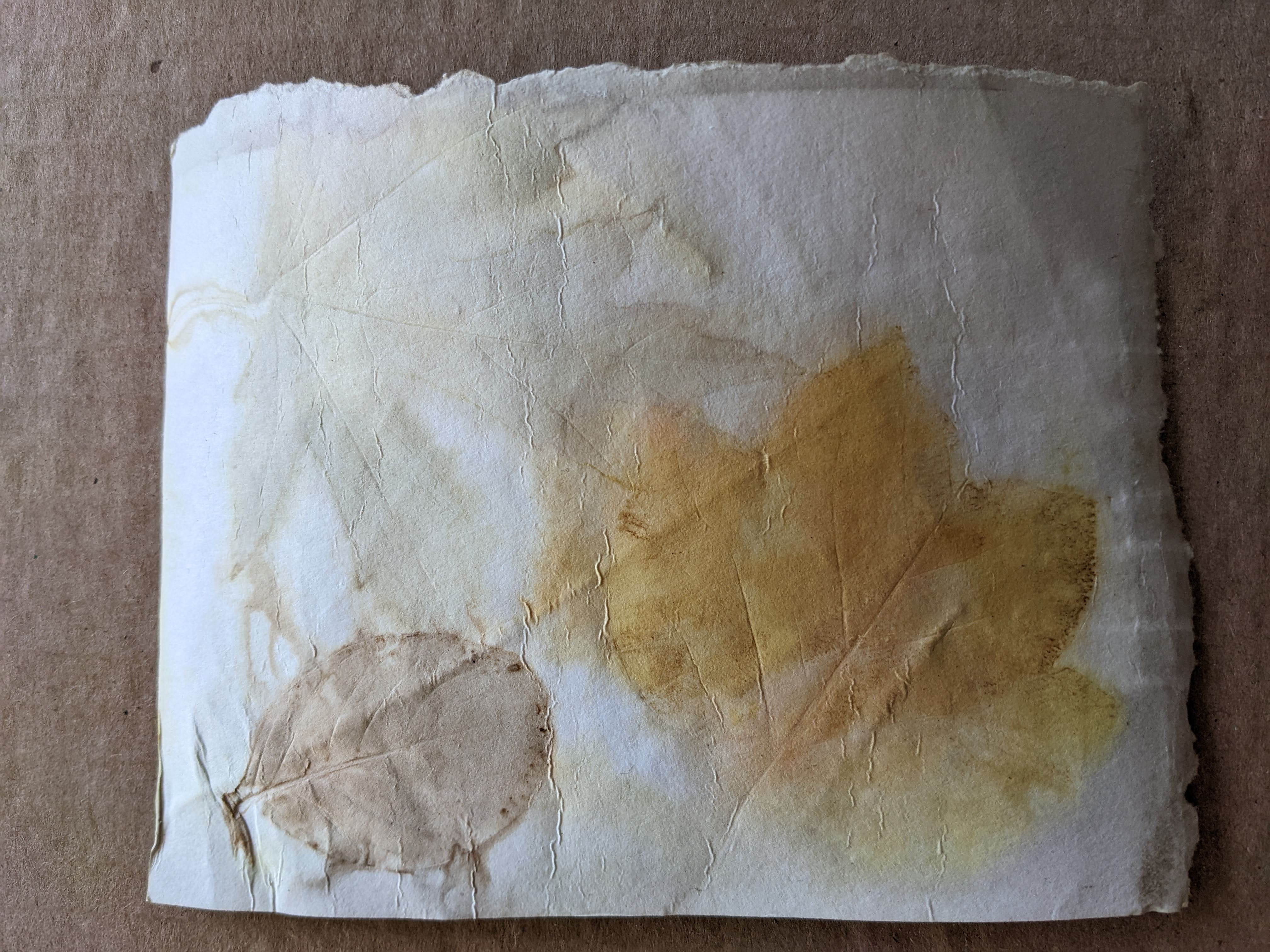 Ecoprint of various leaves on watercolor paper