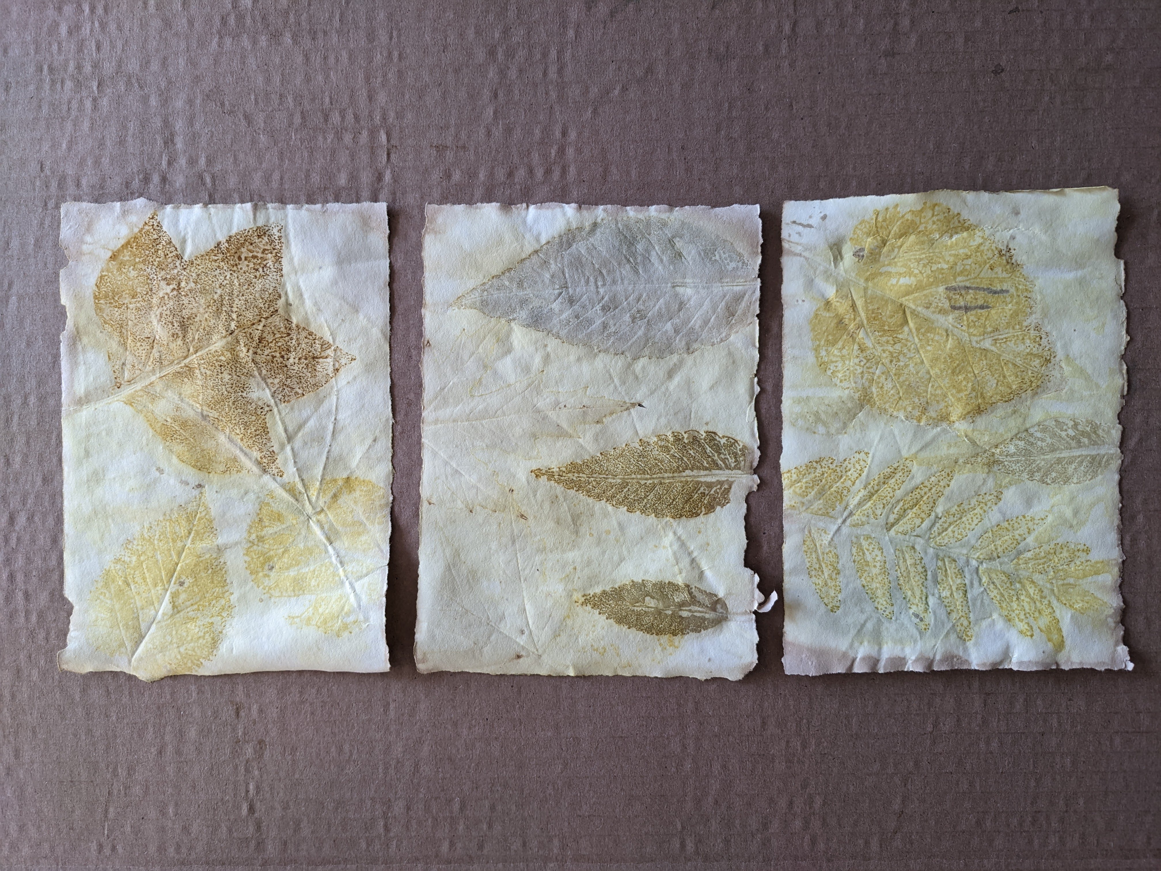 Row of three ecoprints with yellow and brown leaves on journal paper